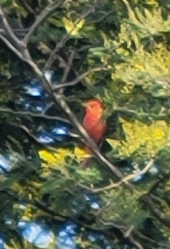 A red bird in the tree